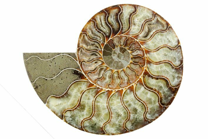 Cut & Polished Ammonite Fossil (Half) - Madagascar #347537
